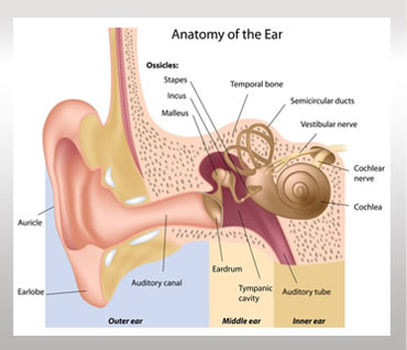 Anatomy of the ear and Ear Microsurgery